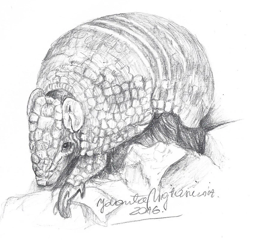 Armadillo by Kosen - 14cm - Image 3