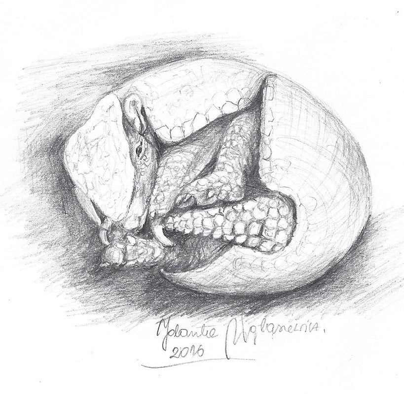 Armadillo by Kosen - 14cm - Image 4