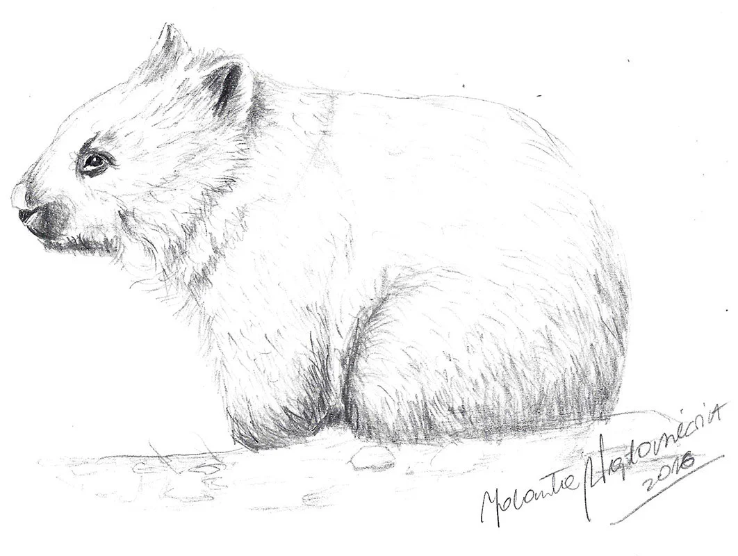 Wombat Baby by Kosen - 24cm - Image 3