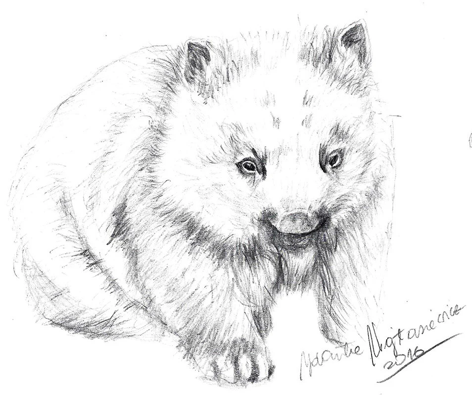 Wombat Baby by Kosen - 24cm - Image 4