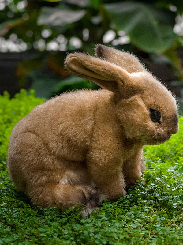 Rabbit by Kosen - 24cm, beige