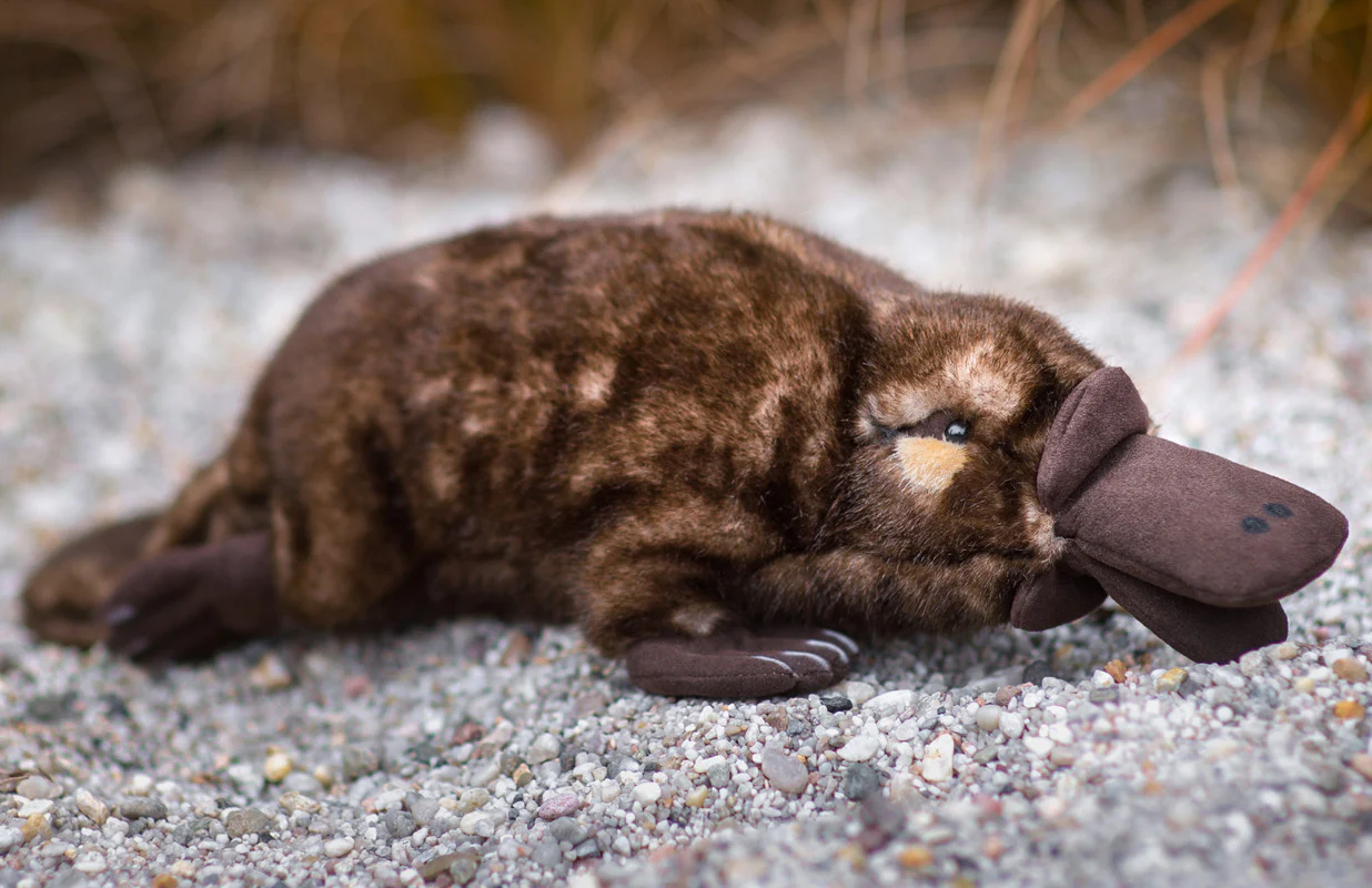 Duckbilled Platypus by Kosen - 43cm