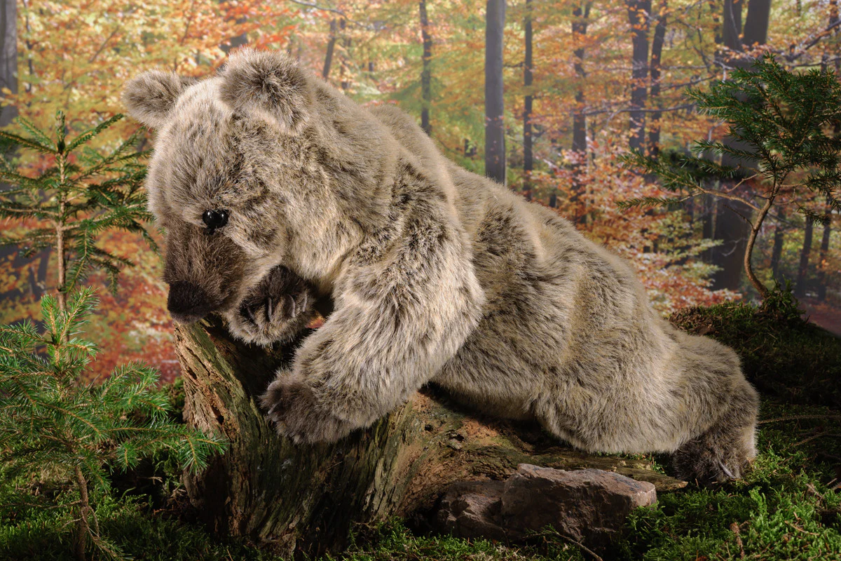 Grizzly Bear by Kosen - 51cm - Image 2