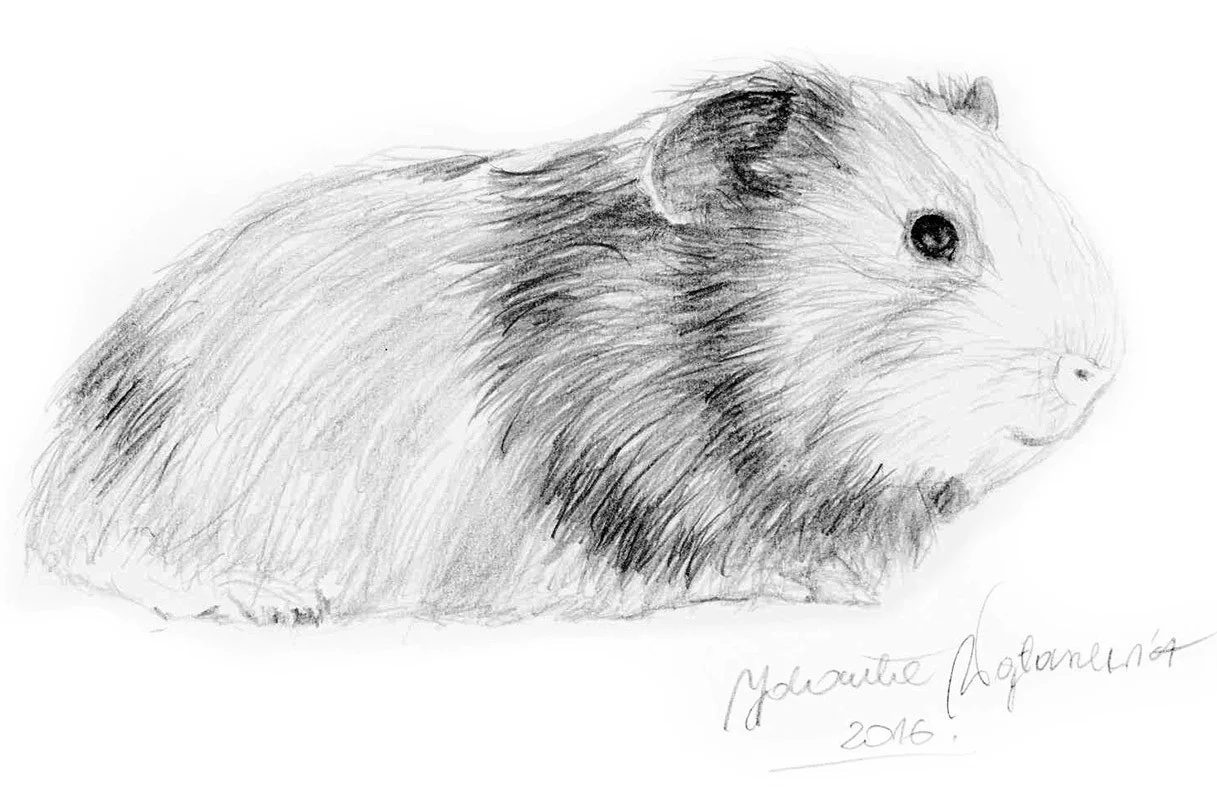 Guinea Pig by Kosen - 18cm - Image 3