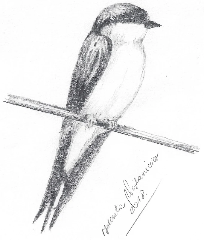House Martin (Swallow) by Kosen - 19cm - Image 3