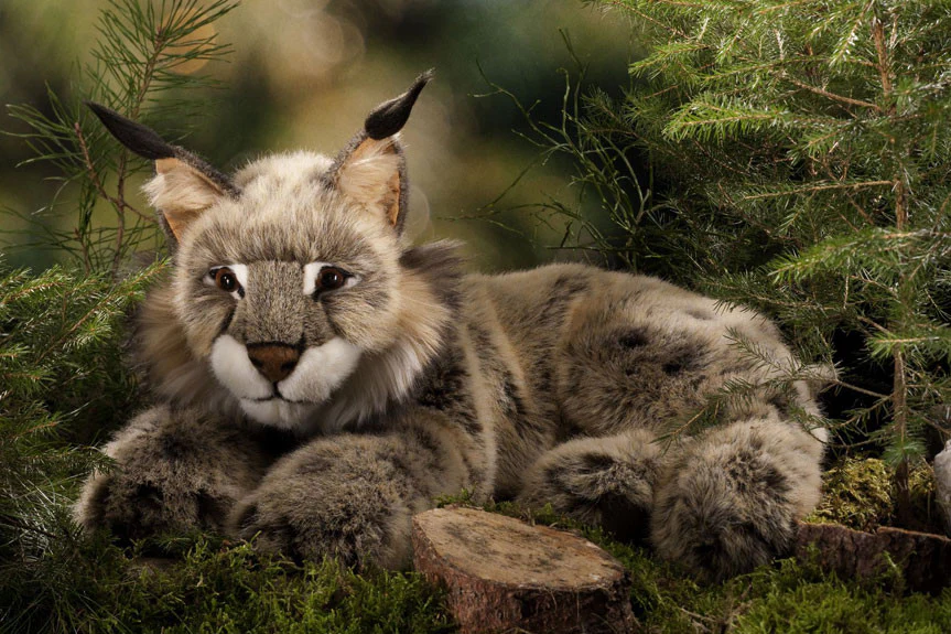 Lynx by Kosen - 59cm