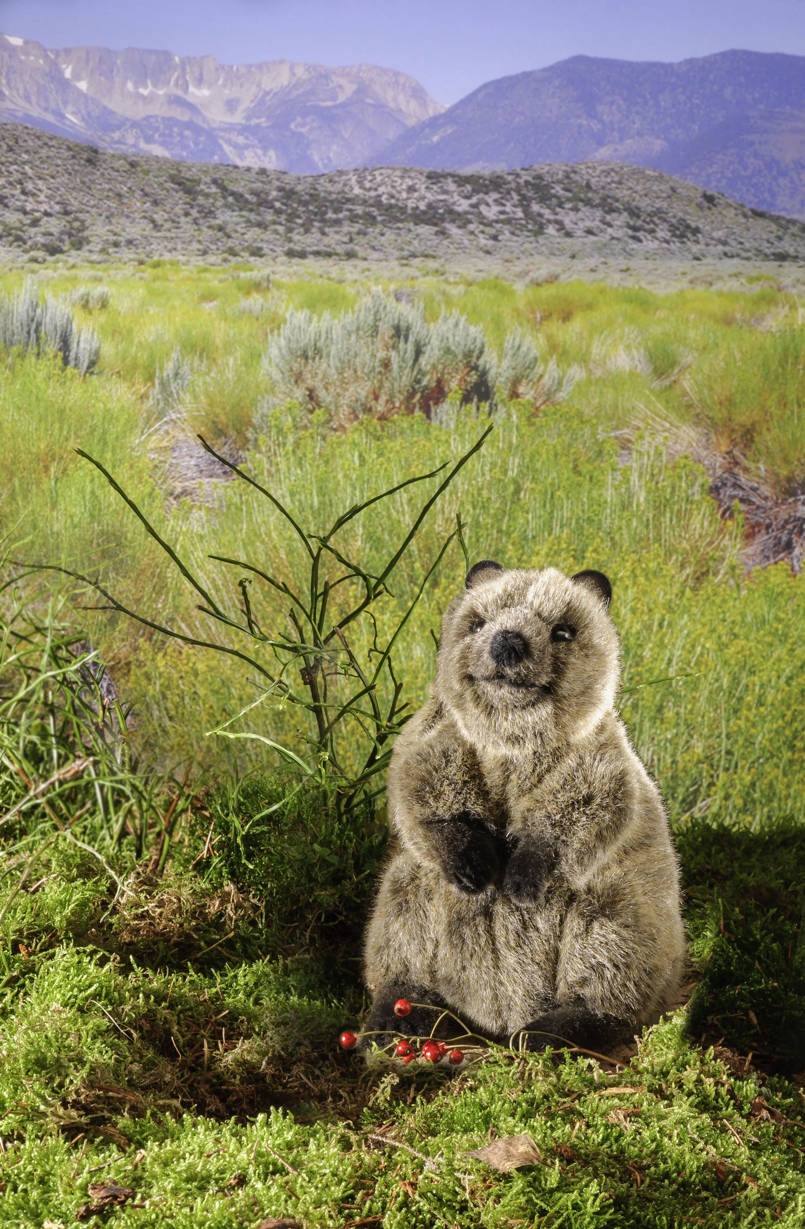 Quokka by Kosen - 17cm - Image 2